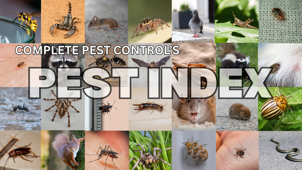 Colorado Pest Index - Complete Pest Control